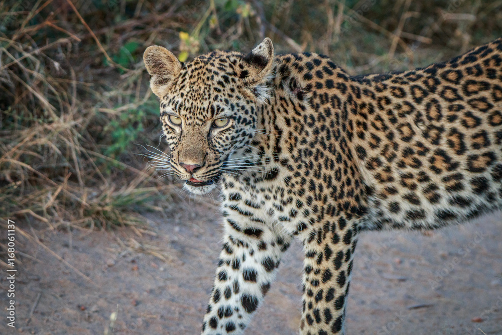 A Leopard walking on the road. A Leopard walking on the road.