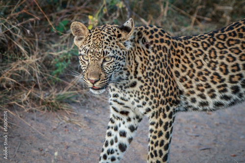 A Leopard walking on the road.