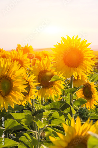 Field of sunflowers in sunny weather