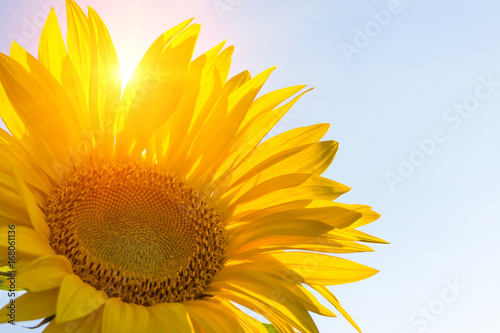 Fototapeta Naklejka Na Ścianę i Meble -  Sunflower in sunny weather. background. copy space