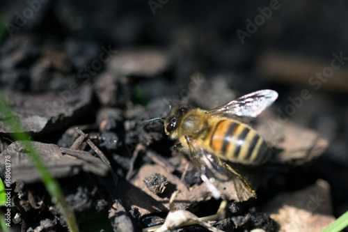 Makroaufnahme Bienen