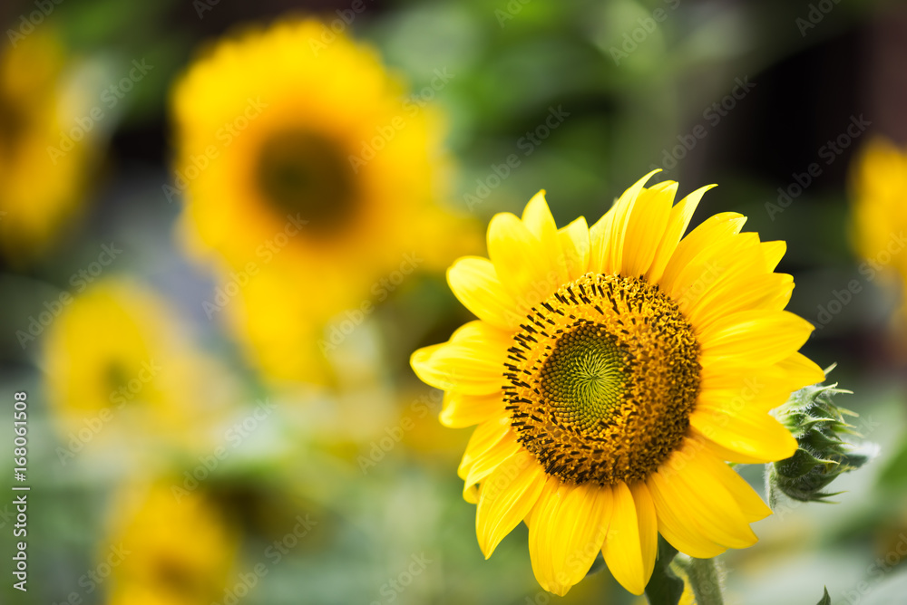 Fototapeta premium Sunflower head close-up and leaves with flowers in the background - China