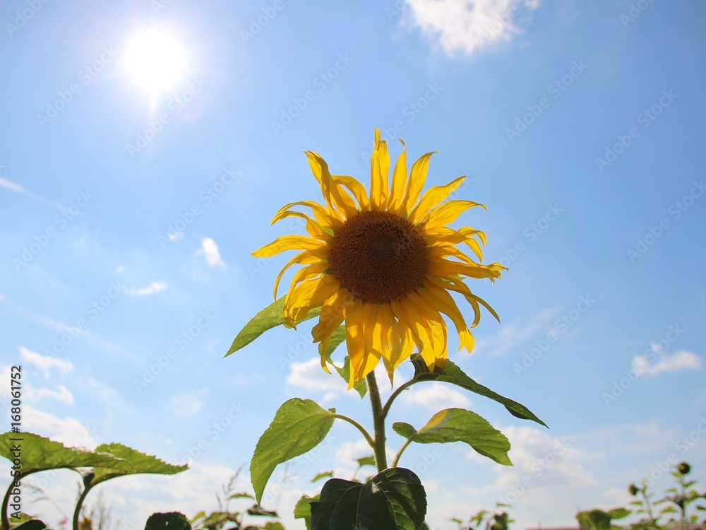 Fototapeta premium Sonenblume im Gegenlicht