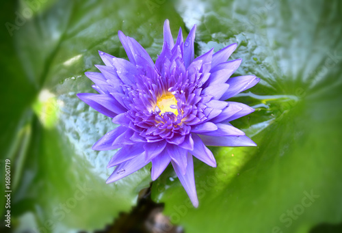 beautiful lotus flower on the water background nature