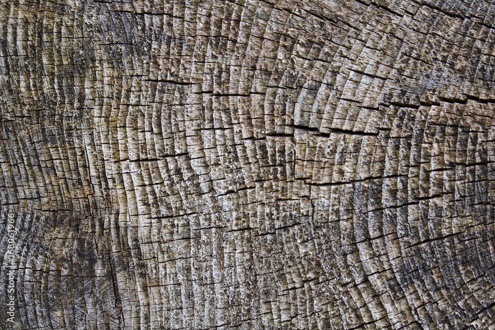 Fototapeta premium Rough weathered surface of a tree stump
