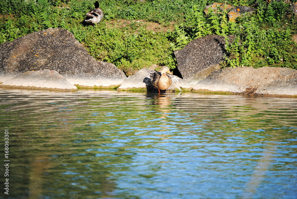 Naklejka premium Canards