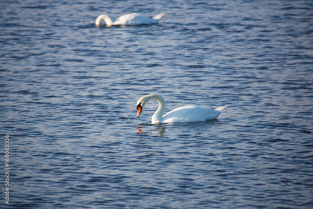 Swans in Evening