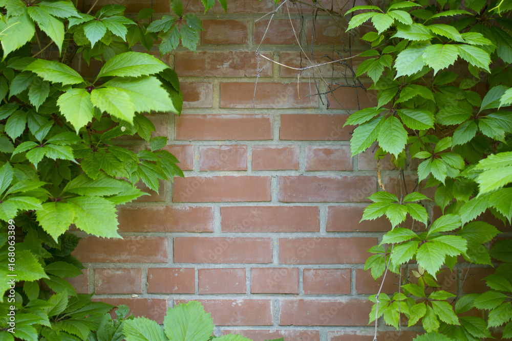 Ivy around the edges on a red brick wall Ivy around the edges on a red brick wall