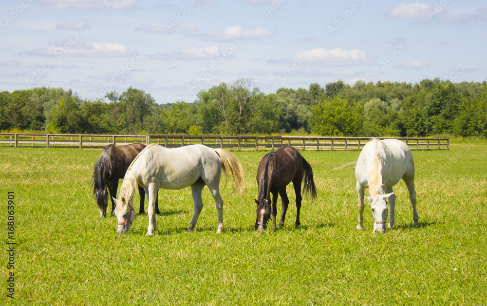horses grazing in a field near the paddock horses grazing in a field near the paddock