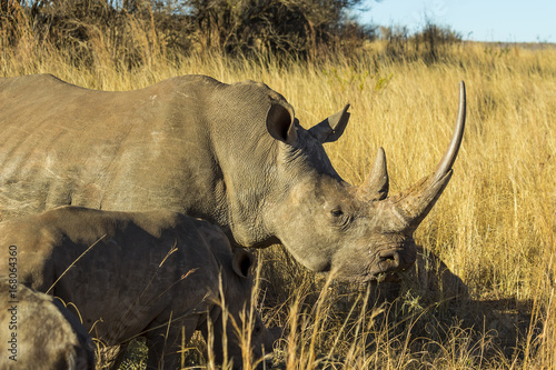 Rhino with large horn © bradleyvdw