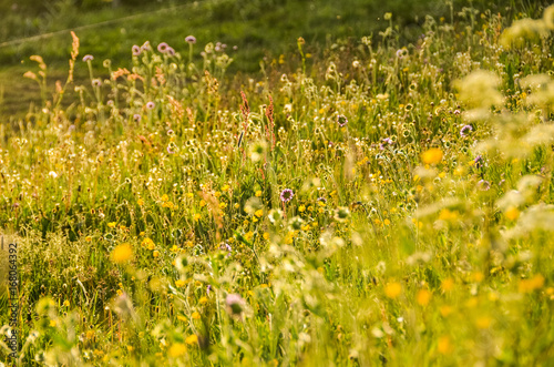 champ de fleurs