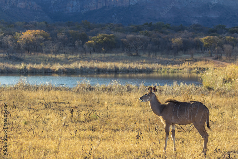 Naklejka premium Female kudu antelope in the late afternoon