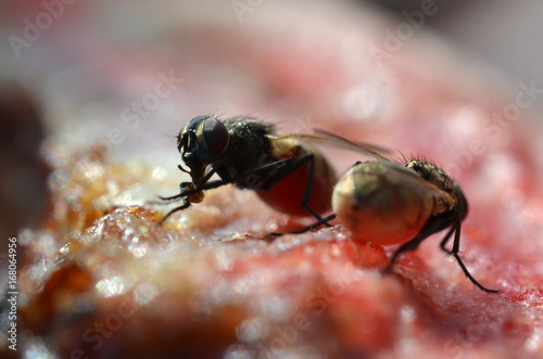 mouche sur viande en macro