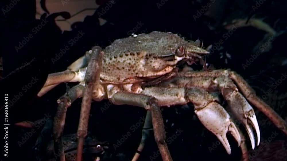 Crab hios underwater in search of food on seabed of White Sea Russia. Unique video close up. Predators of marine life on background of pure and transparent water stones. Crab hios underwater in search of food on seabed of White Sea Russia. Unique video close up. Predators of marine life on background of pure and transparent water stones.