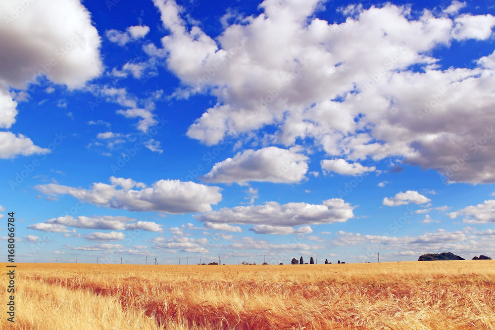 Зерновые культуры на фоне синего неба. Пейзаж. Урожай