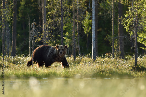Brown bear walking at summer in Finnish taiga near the Russian border