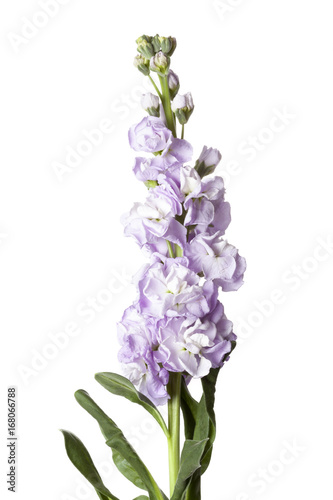 Purple Matthiola incana flower isolated on white background