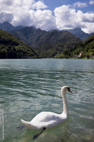 Swan in a Lake on mountains