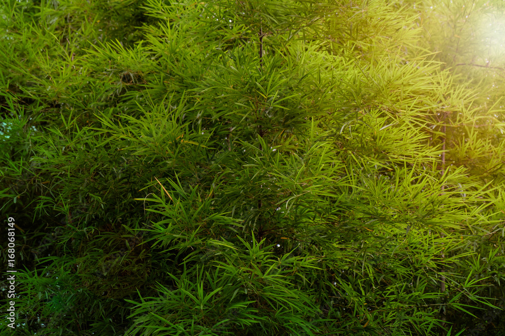 Bamboo leaf / View of bamboo leaves with sunlight.