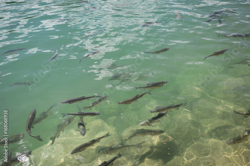 Fish in a Lake on mountains