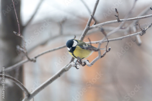 Titmouse  is sitting on the branch