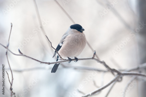 Male bullfinch,  is sitting on the branch