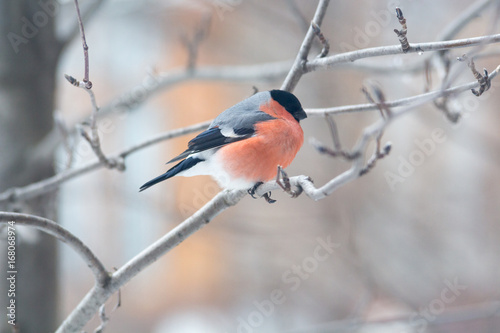 Male bullfinch,  is sitting on the branch