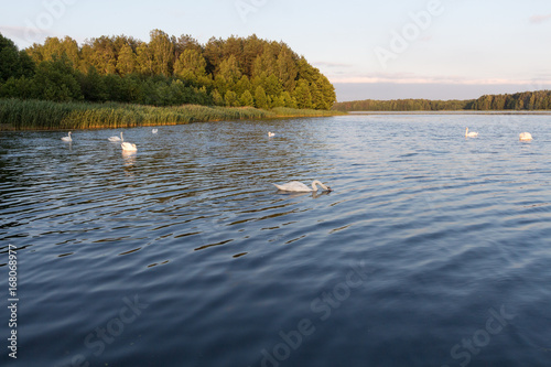 White swans on a blue lake on sunset
