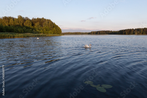 White swan on a blue lake on sunset