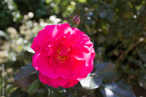 Big pink rose with yellow centre in summer