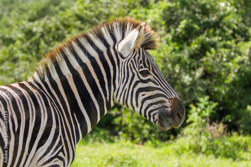 Plains Zebra