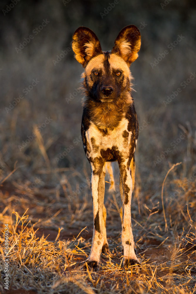 Wild dog aka Cape hunting dog aka painted dog aka painted wolf Wild dog aka Cape hunting dog aka painted dog aka painted wolf
