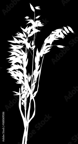 silhouette of white isolated oat bunch