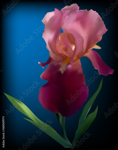 Fototapeta Naklejka Na Ścianę i Meble -  one purple iris on dark blue background