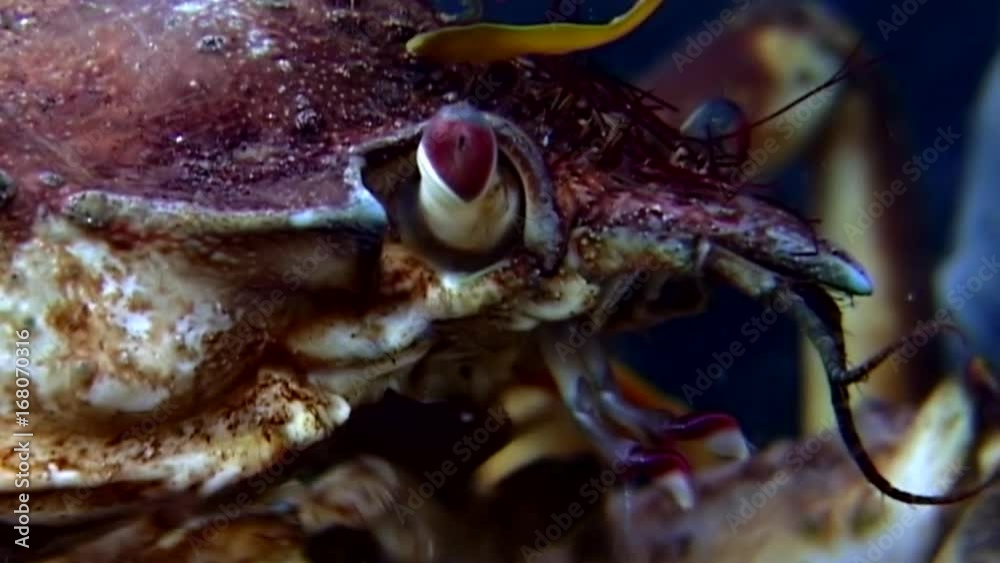 Crab hios underwater in search of food on seabed of White Sea Russia. Unique video. Predators of marine life on background of pure and transparent water stones. Crab hios underwater in search of food on seabed of White Sea Russia. Unique video. Predators of marine life on background of pure and transparent water stones.