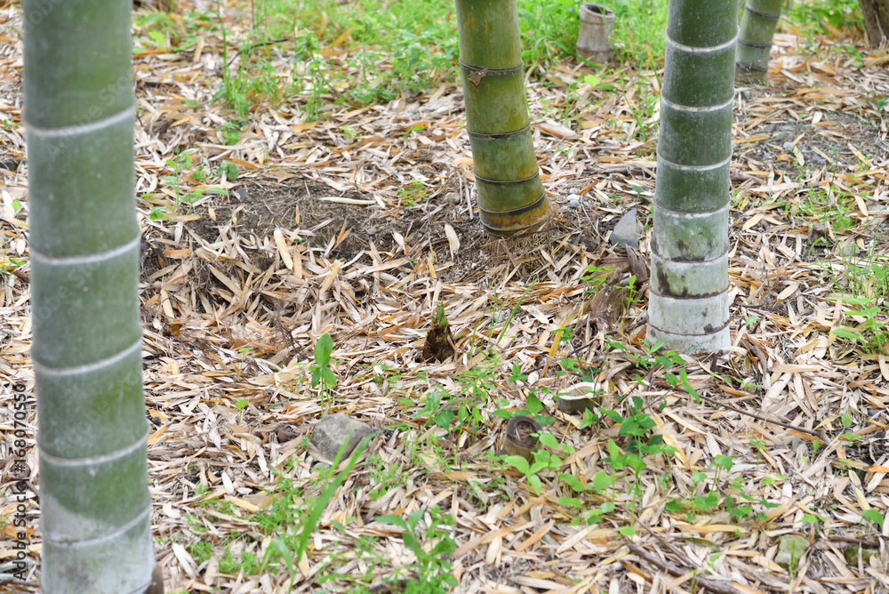 Fototapeta premium Bamboo shoot in Japan