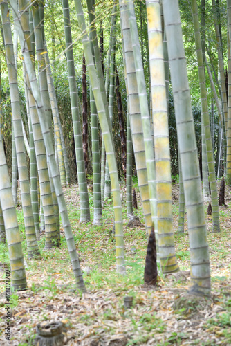 Bamboo shoot in Japan