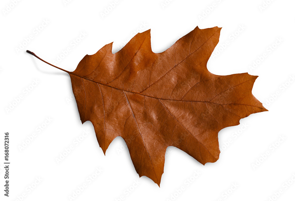 Autumn season background, brown oak leaf Autumn season background, brown oak leaf