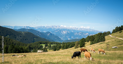view of alpine mountain scenary with grazed cows on a summer day. Dolomites mountains, South Tyrol, Italy