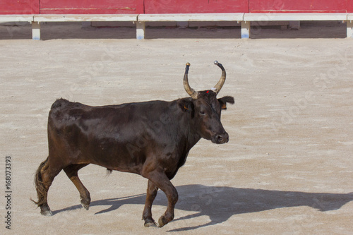 Il toro nell'arena di Arles 