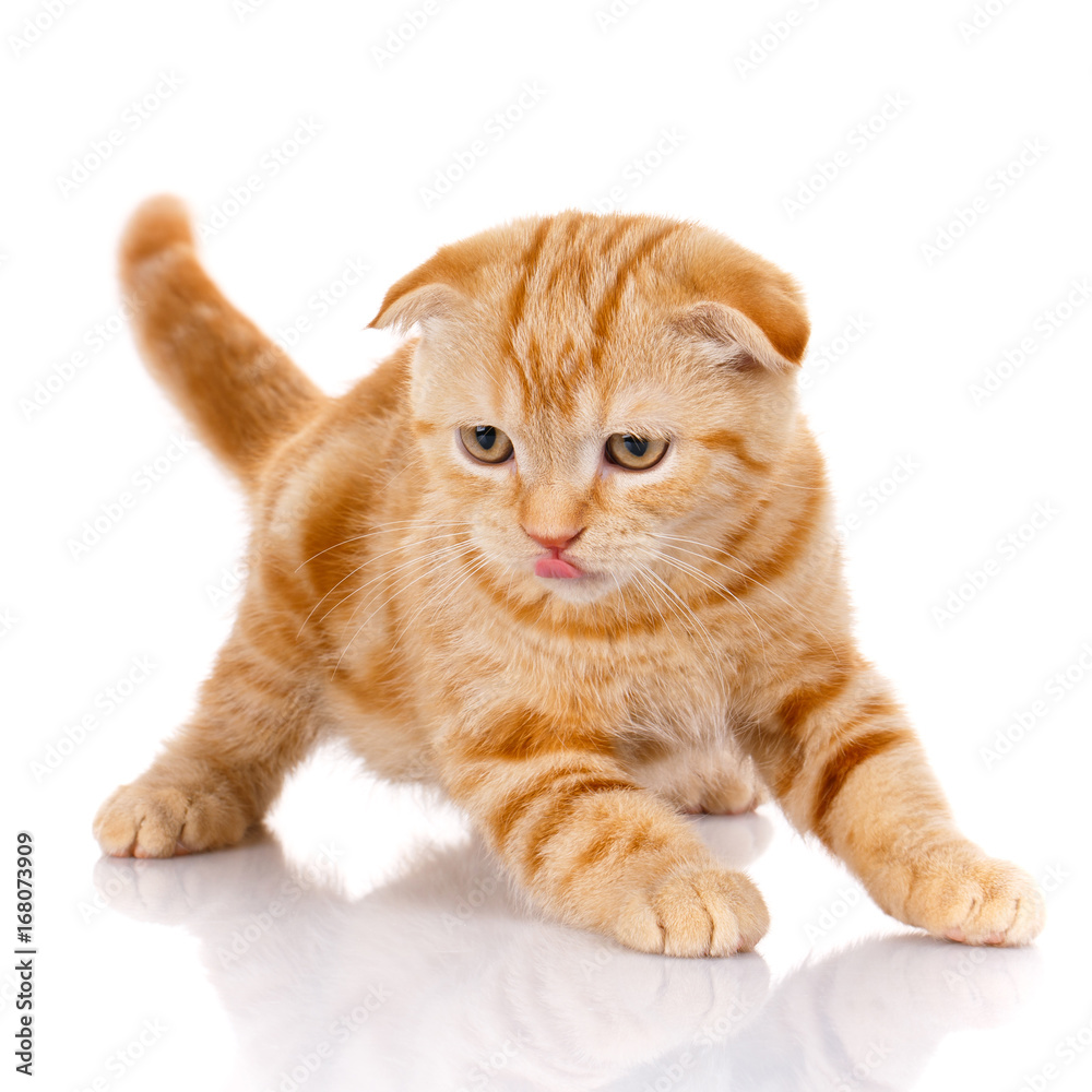 redhead Scottish cat portrait