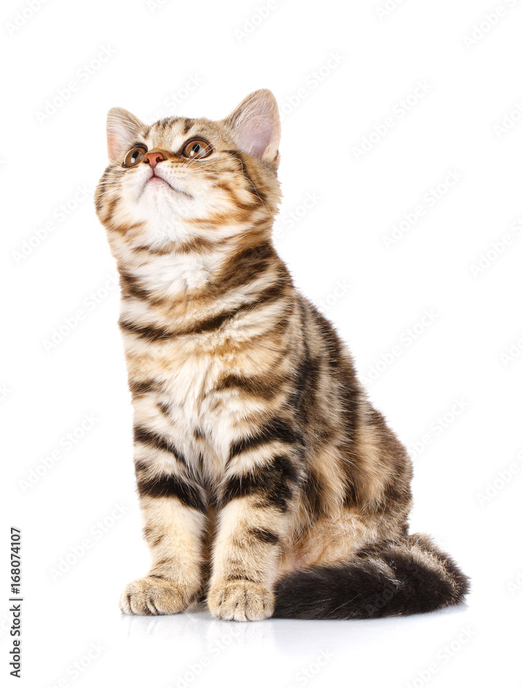 cute Scottish straight cat bicolor stripes siting on white