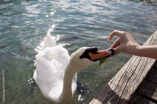 Swan in a Lake on mountains
