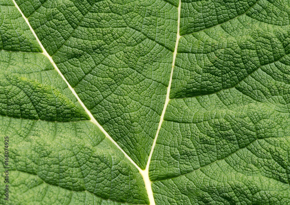 Giant Gunnera leaf. Gunnera leaves are sometimes called 'Dinosaur food' due to their prehistoric appearance Giant Gunnera leaf. Gunnera leaves are sometimes called 'Dinosaur food' due to their prehistoric appearance