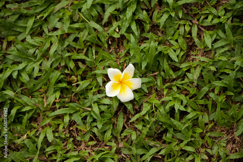 Fallen Flower