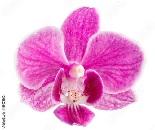 orchid flower, pink orchid isolated, orchid flower head - pink orchid head, isolated