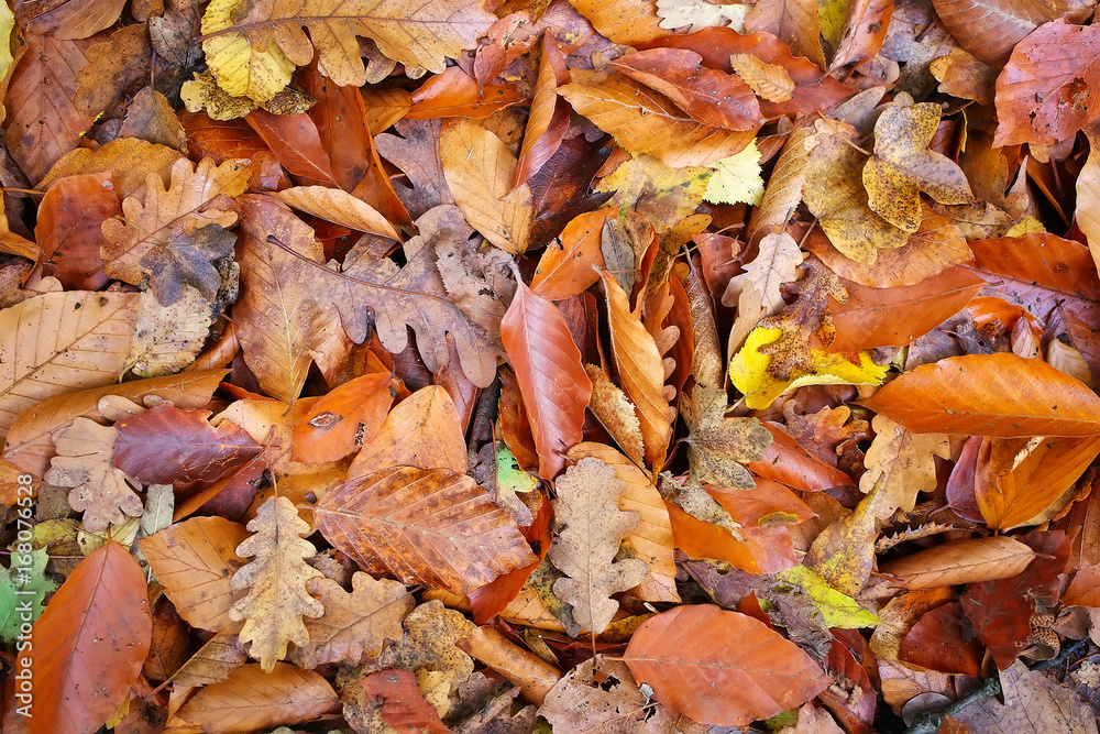 Beautiful background of fallen colorful autumn leaves. Beautiful background of fallen colorful autumn leaves.