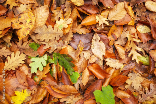 Beautiful background of fallen colorful autumn leaves.