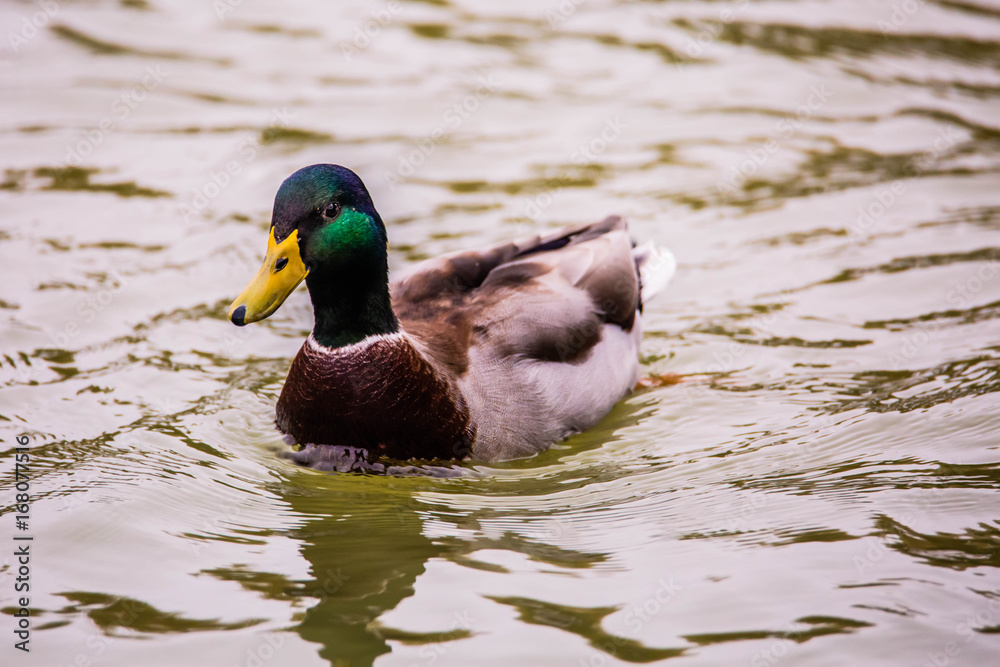 canard canard