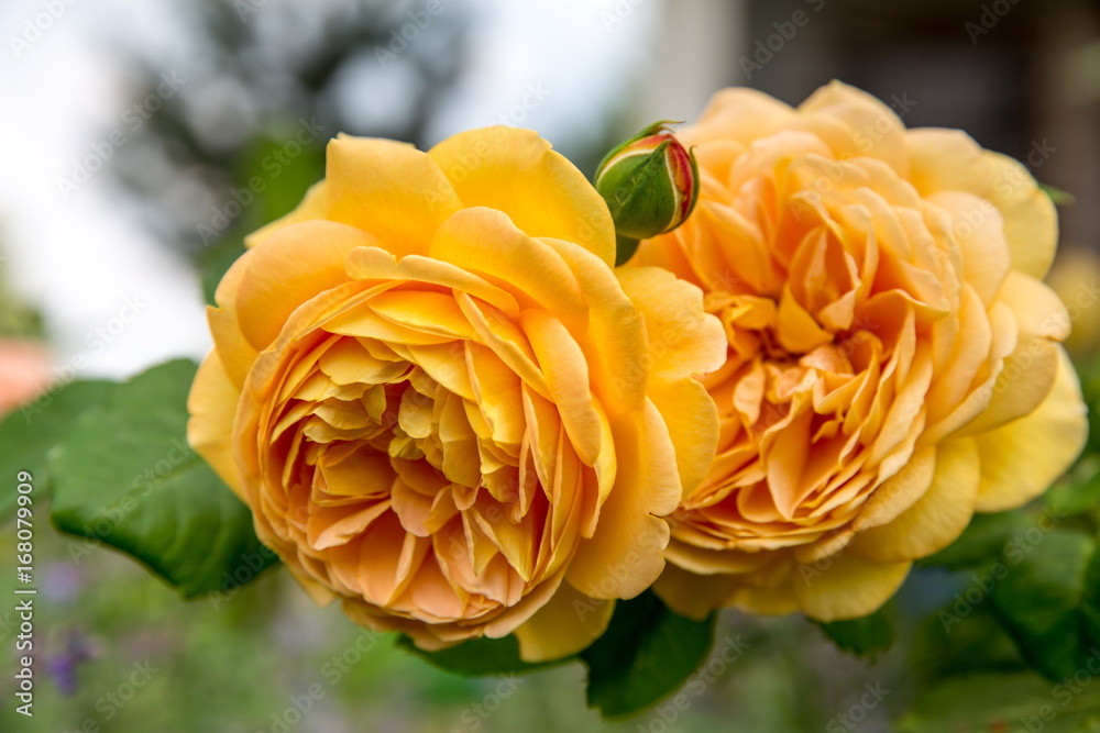 Naklejka premium Blooming yellow English rose in the garden on a sunny day. Rose 'Golden Celebration'